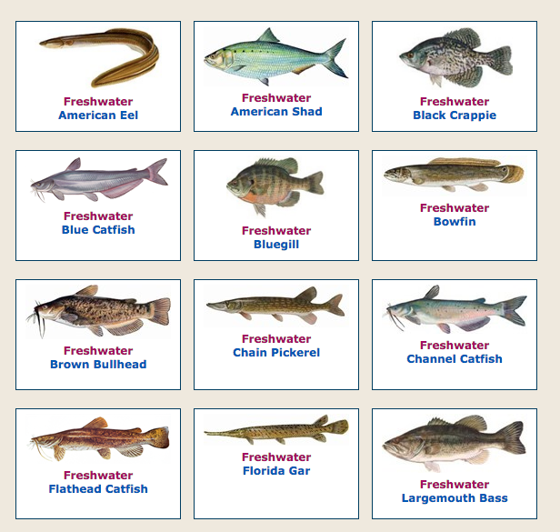 Florida Fishing and Boating Laws